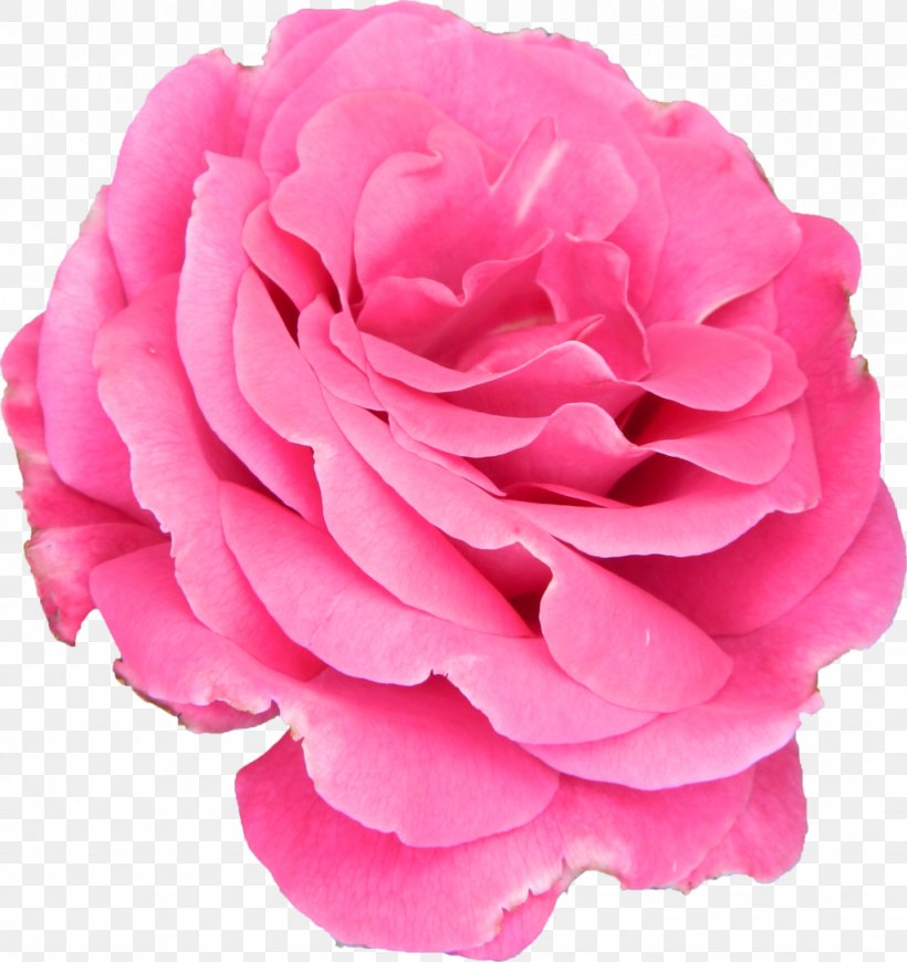 Cut Flowers Garden Roses Centifolia Roses Petal, PNG, 1024x1086px, Flower, Carnation, Centifolia Roses, Cut Flowers, Deviantart Download Free