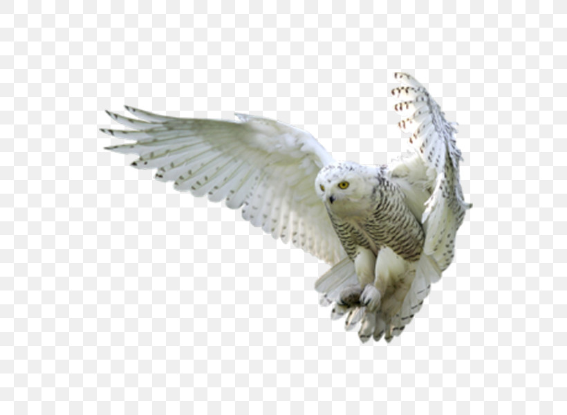 Feather, PNG, 600x600px, Snowy Owl, Animal Figure, Beak, Bird, Bird Of Prey Download Free