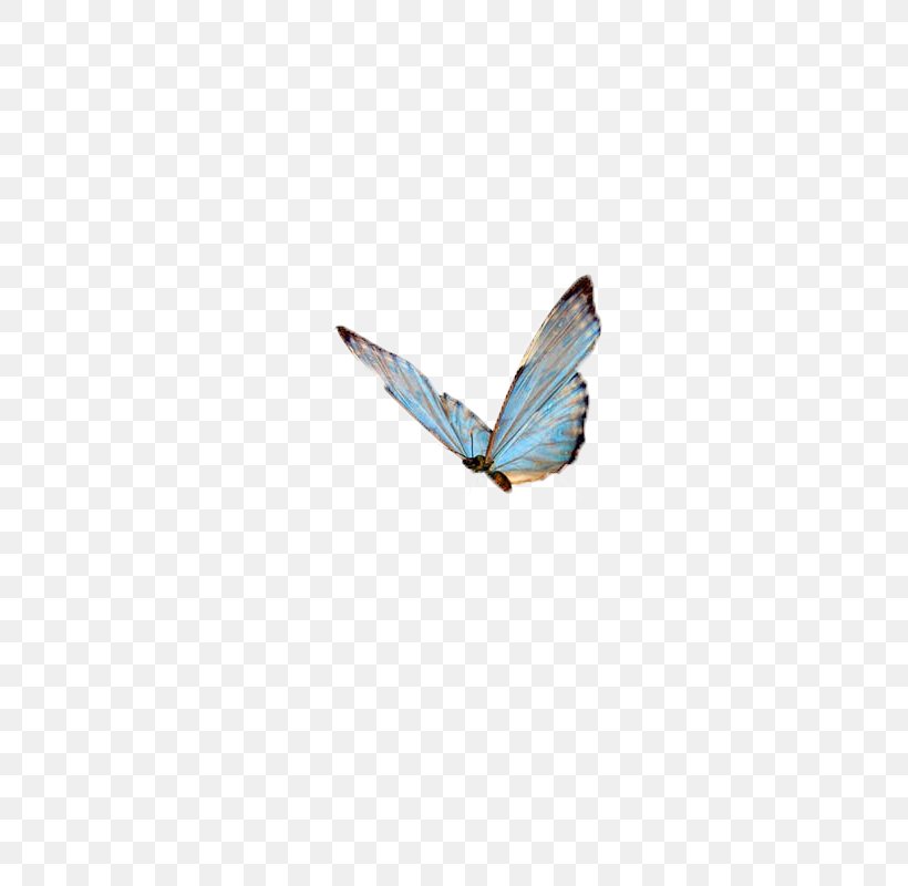 Papillon Dog Butterfly Insect High-definition Television Wallpaper, PNG, 800x800px, Papillon Dog, Blue, Blue Rose, Butterfly, Highdefinition Television Download Free