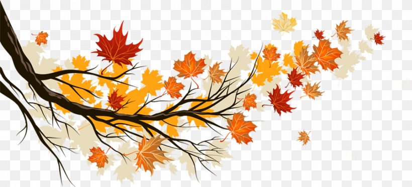 Autumn Leaf Color Maple Leaf, PNG, 897x409px, Leaf, Autumn, Autumn Leaf Color, Branch, Color Download Free