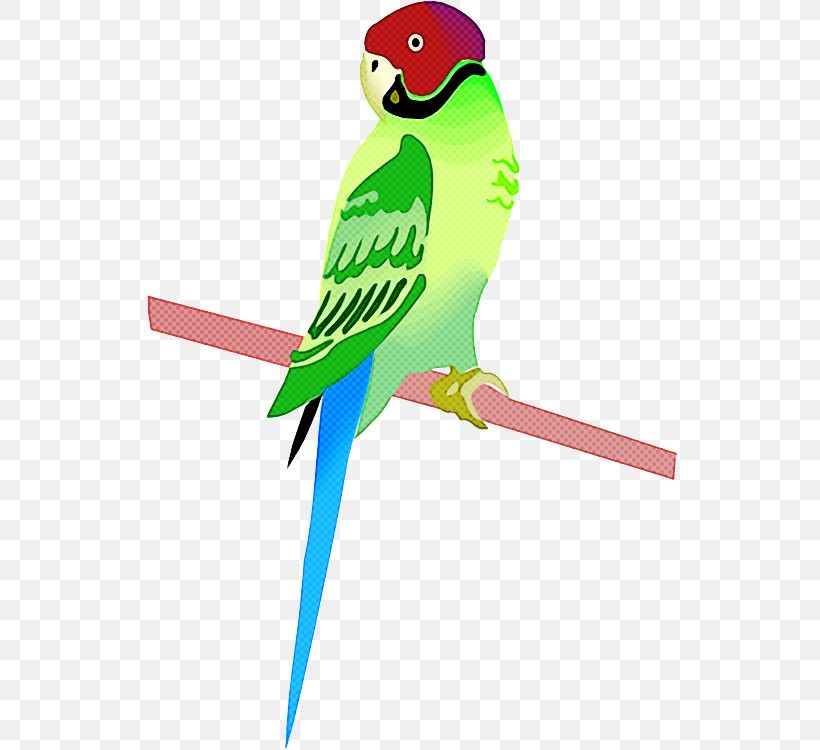 Bird Parakeet Parrot Budgie Beak, PNG, 534x750px, Bird, Beak, Bird Supply, Budgie, Macaw Download Free