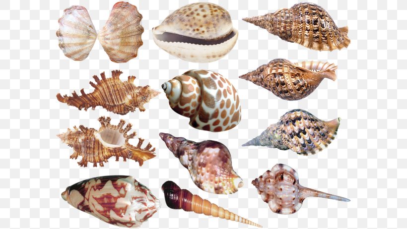 Cockle Seashell Sea Snail Clip Art, PNG, 600x462px, Cockle, Clams Oysters Mussels And Scallops, Conch, Conchology, Drawing Download Free