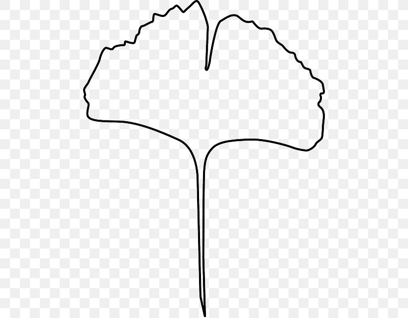 Ginkgo Biloba Baiera Clip Art, PNG, 486x640px, Ginkgo Biloba, Area, Baiera, Black, Black And White Download Free