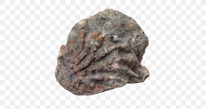 Keichousaurus Fossil Seashell Rock, PNG, 610x435px, Keichousaurus, Artifact, Fossil, Geology, Gratis Download Free