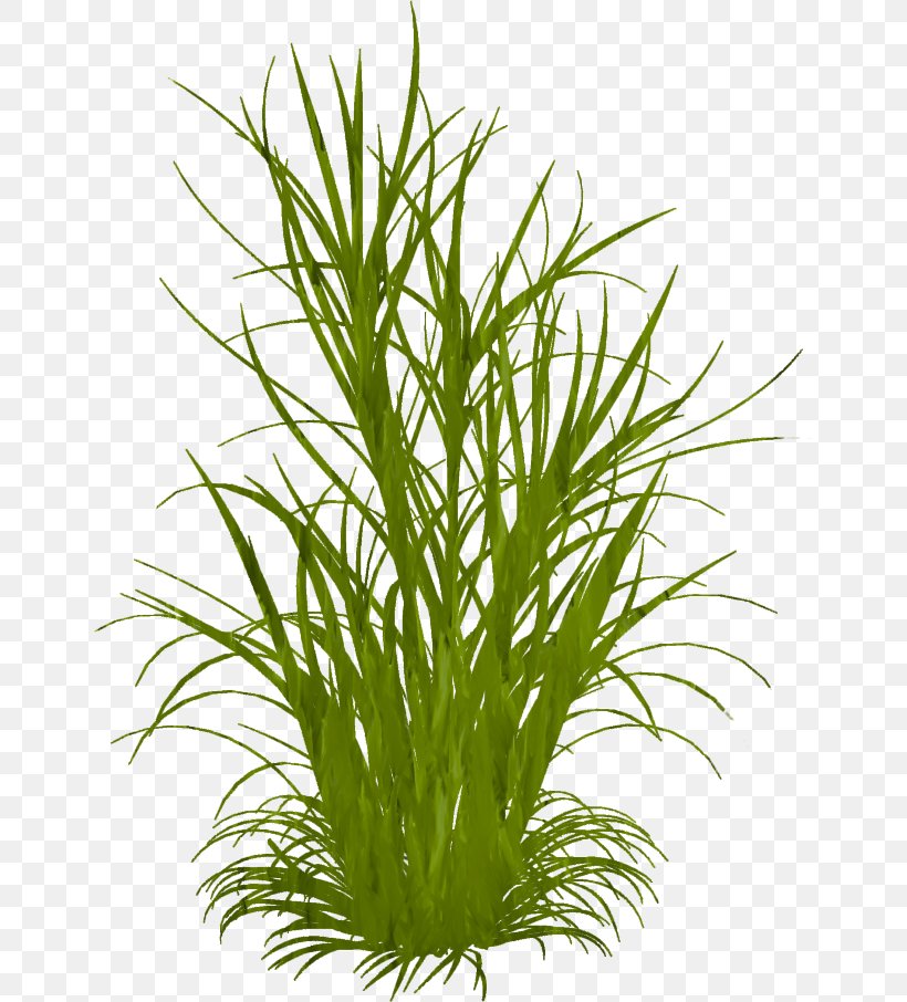 Ornamental Grass Grasses Weed Clip Art, PNG, 650x906px, Ornamental ...