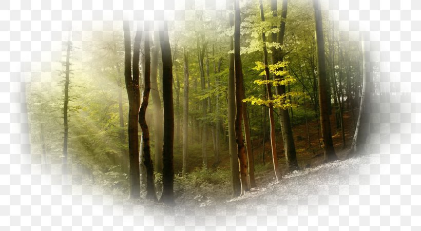 Relaxation Mind Printing Tree, PNG, 800x450px, Relaxation, Color, Forest, God, Grass Download Free