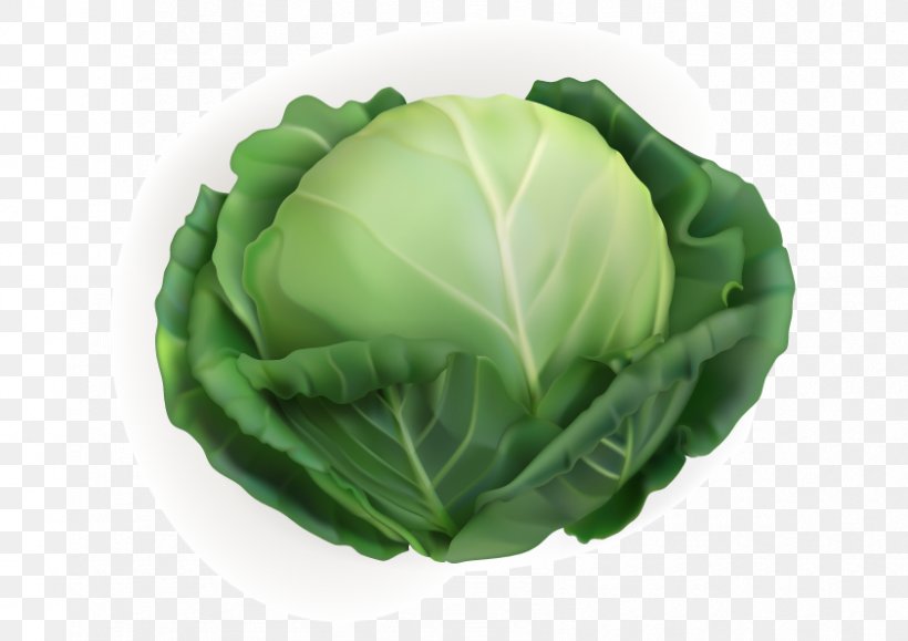 White Cabbage Vegetable Chinese Cabbage, PNG, 842x595px, White Cabbage, Cabbage, Chinese Cabbage, Collard Greens, Food Download Free