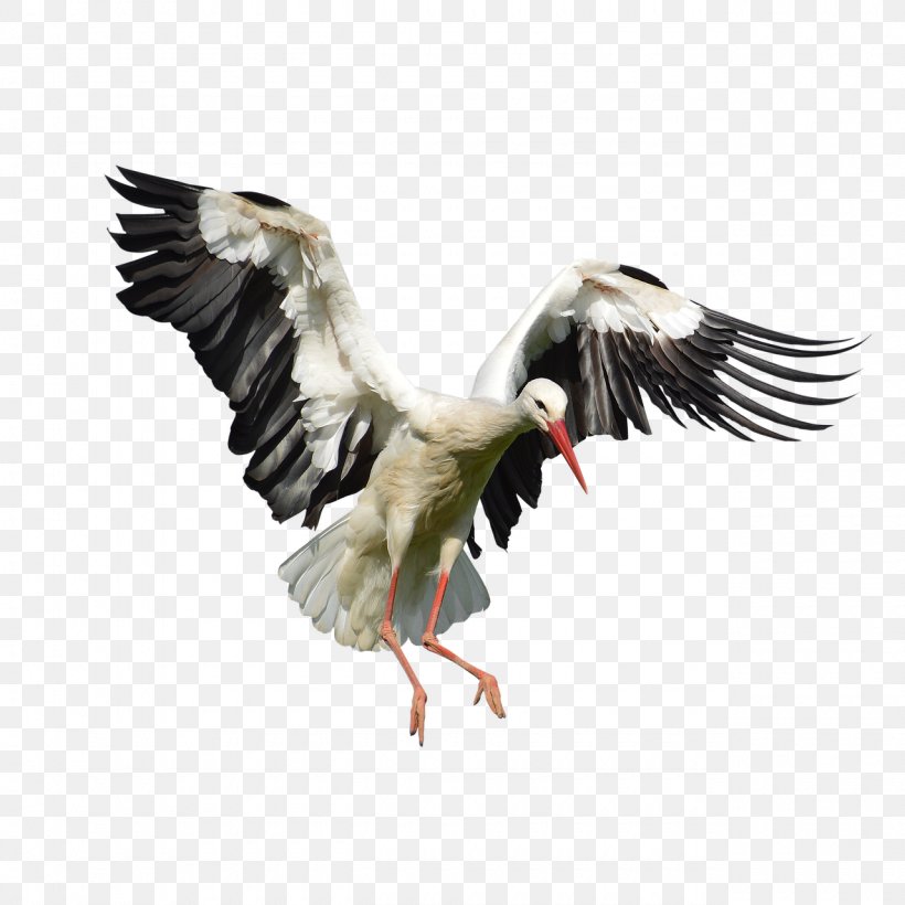 White Stork Bird Nest Plumage, PNG, 1280x1280px, White Stork, Animal, Beak, Bird, Bird Flight Download Free