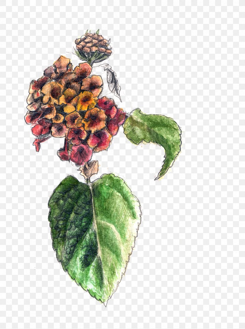 Art Flower Lantana Camara Sketch, PNG, 1200x1612px, Art, Color, Colored Pencil, Fine Art, Flower Download Free