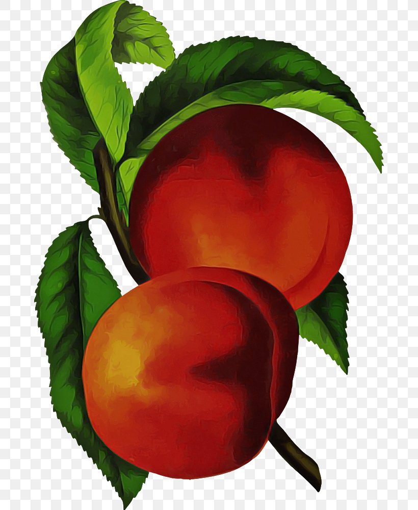 European Plum Peach Plant Leaf Tree, PNG, 686x1000px, European Plum, Flower, Food, Fruit, Leaf Download Free