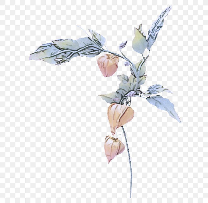 Flower Plant Leaf Cut Flowers Magnolia, PNG, 630x800px, Flower, Cut Flowers, Fictional Character, Flowering Plant, Leaf Download Free
