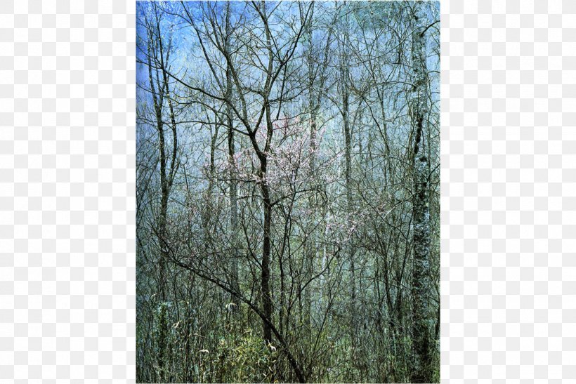 Intimate Landscapes: Photographs Amon Carter Museum Of American Art Redbud Tree In Bottom Land, Red River Gorge, Kentucky, April 17, 1968 Photography, PNG, 1350x901px, Amon Carter Museum Of American Art, Artist, Biome, Birch, Branch Download Free