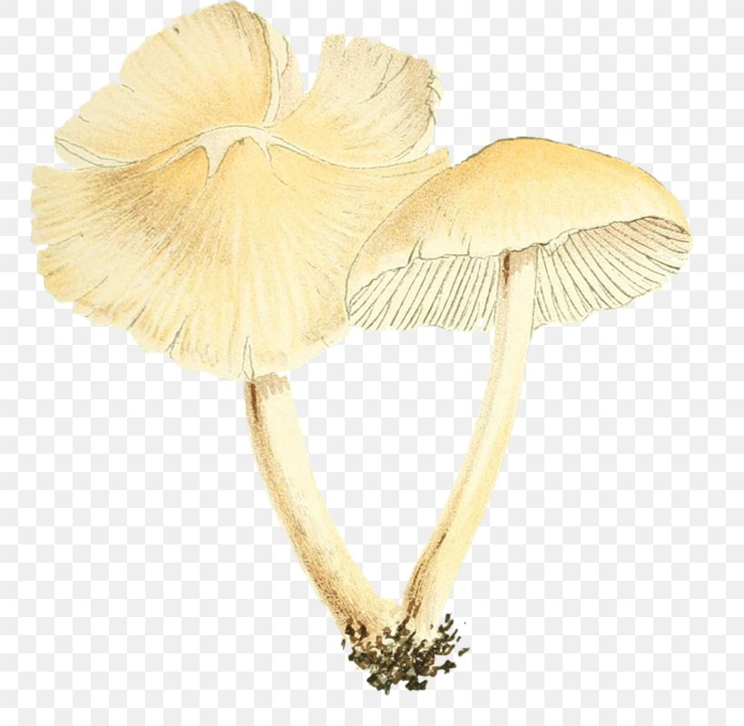 Mushroom Poisoning Google Images Download, PNG, 783x800px, Watercolor, Cartoon, Flower, Frame, Heart Download Free