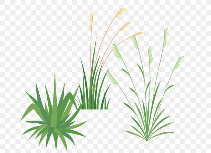 Ornamental Grass Festuca Glauca Pennisetum Alopecuroides Roof Plant, PNG, 1069x776px, Ornamental Grass, Aquarium Decor, Burknar, Canopy, Duizenden Download Free