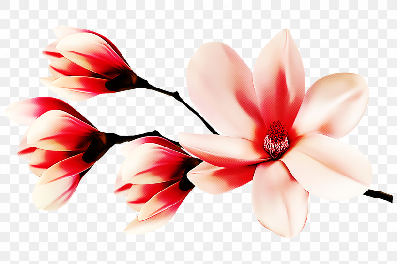 Spring Flower Spring Floral Flowers, PNG, 1920x1280px, Spring Flower, Flower, Flowers, Geranium, Petal Download Free