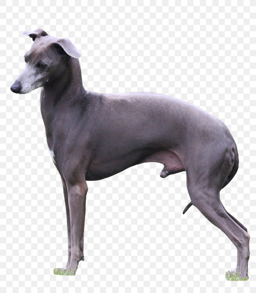 Italian Greyhound Sloughi Whippet Spanish Greyhound, PNG, 800x939px, Italian Greyhound, Animal Sports, Azawakh, Carnivoran, Chippiparai Download Free