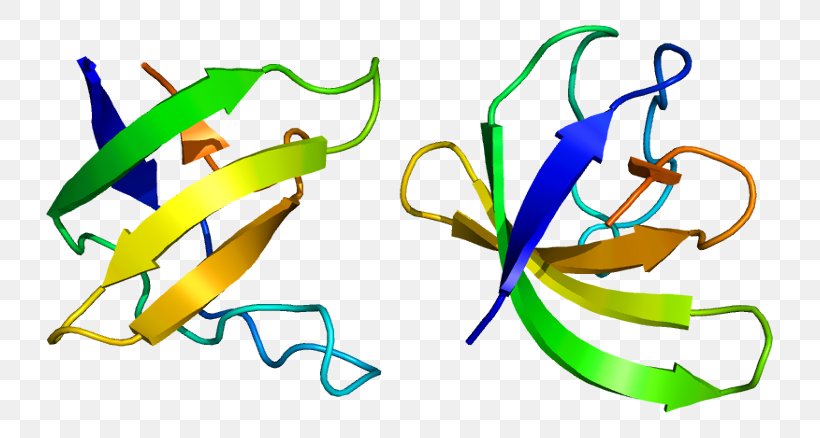 Protein SRGAP3 Wikimedia Commons Human Free Content, PNG, 777x438px, Protein, Area, Artwork, Copyright, Creative Commons Download Free