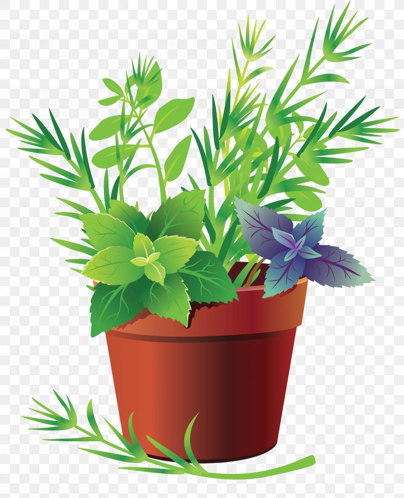 Leaf Vegetable Herb Cabbage, PNG, 5681x6996px, Leaf Vegetable, Aquarium Decor, Broccoli, Cabbage, Endive Download Free