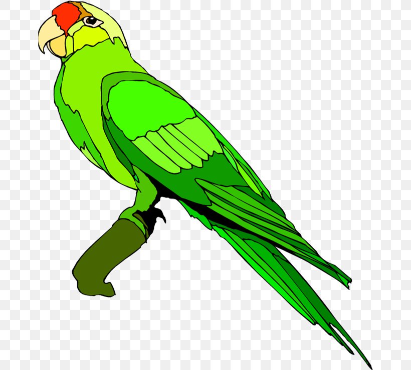 Parrot Clip Art Bird Openclipart Free Content, PNG, 669x740px, Parrot, Beak, Bird, Budgie, Document Download Free