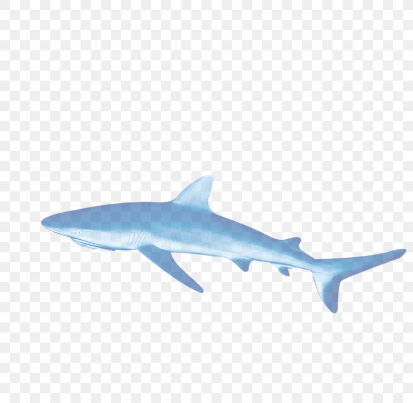 Requiem Shark, PNG, 800x800px, Shark, Blue, Cartilaginous Fish, Cartoon, Fin Download Free