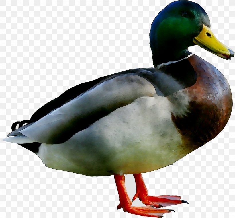 Domestic Duck Mallard Bird Goose, PNG, 2189x2029px, Duck, American Black Duck, Animal, Beak, Bird Download Free