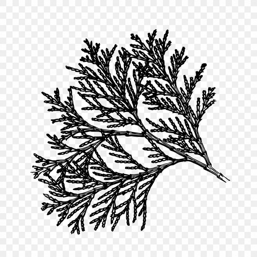 Flower Plant Stem Leaf Pine Pattern, PNG, 1042x1042px, Flower, American Larch, Art, Blackandwhite, Botany Download Free