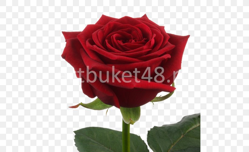 Garden Roses Flower Bouquet Red Cut Flowers, PNG, 500x500px, Garden Roses, China Rose, Color, Cut Flowers, Floribunda Download Free