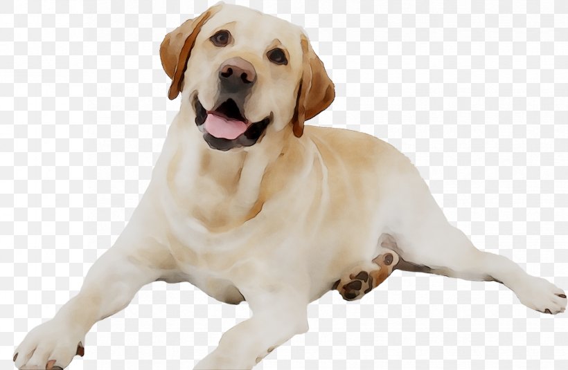 Labrador Retriever Puppy Dog Breed Insurance Shih Tzu, PNG, 1653x1079px, Labrador Retriever, Breed, Canidae, Carnivore, Companion Dog Download Free
