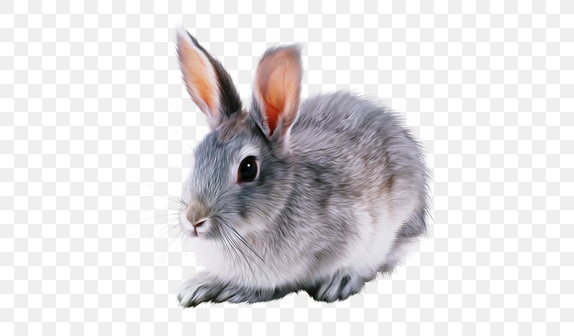 Rex Rabbit Domestic Rabbit Netherland Dwarf Rabbit Tan Rabbit Hare, PNG, 542x480px, Rex Rabbit, Angora Rabbit, Cuteness, Domestic Rabbit, Dwarf Rabbit Download Free