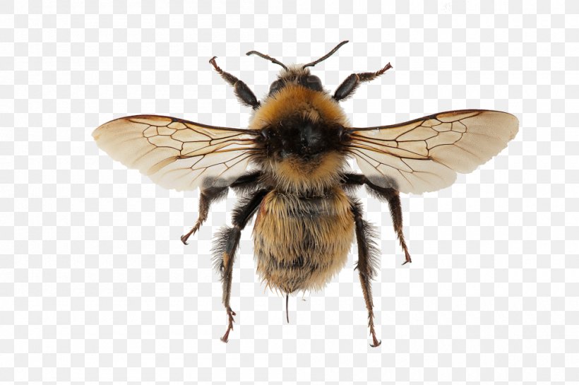 Honey Bee Spider Bombus Distinguendus Tarantula Brachypelma Hamorii, PNG, 1000x665px, Honey Bee, Aphonopelma Chalcodes, Arthropod, Bee, Brachypelma Download Free