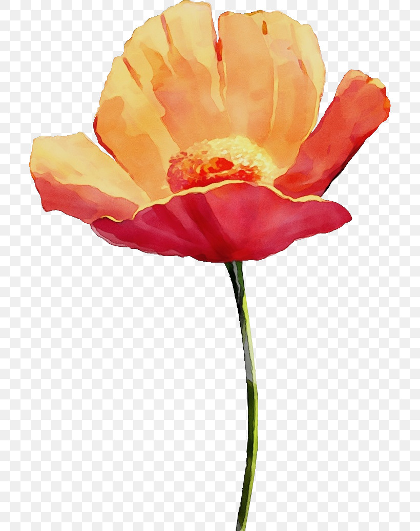 Orange, PNG, 706x1037px, Drawing Flower, Closeup, Coquelicot, Corn Poppy, Cut Flowers Download Free