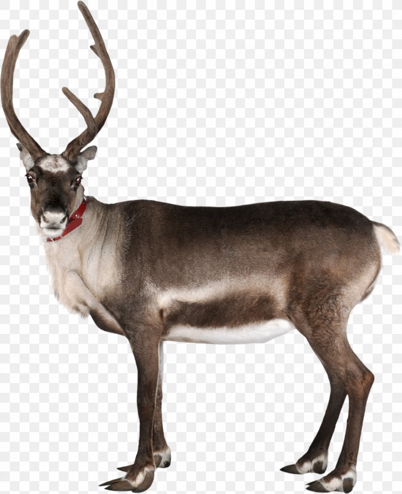 Reindeer Rudolph Santa Claus Antler, PNG, 1267x1555px, Reindeer, Animal, Antler, Christmas, Deer Download Free