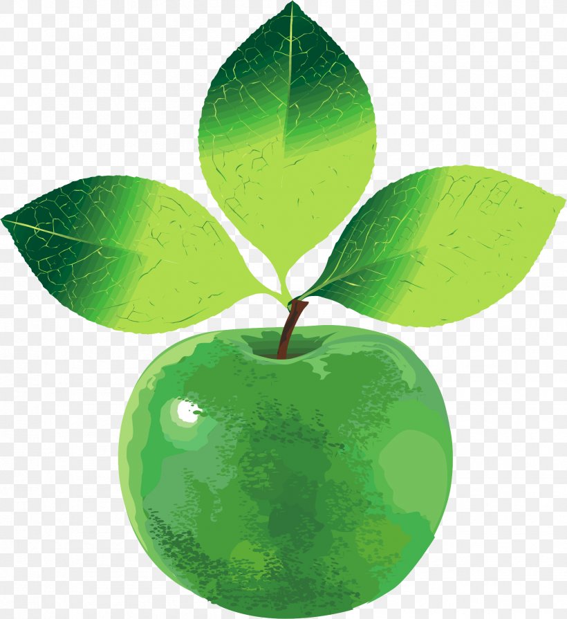 Apple Green Vecteur, PNG, 1891x2066px, Apple, Auglis, Computer Software, Dietary Fiber, Fruit Download Free