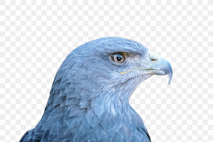 Bird Beak Bird Of Prey Eagle Blue, PNG, 2448x1632px, Bird, Accipitridae, Beak, Bird Of Prey, Blue Download Free