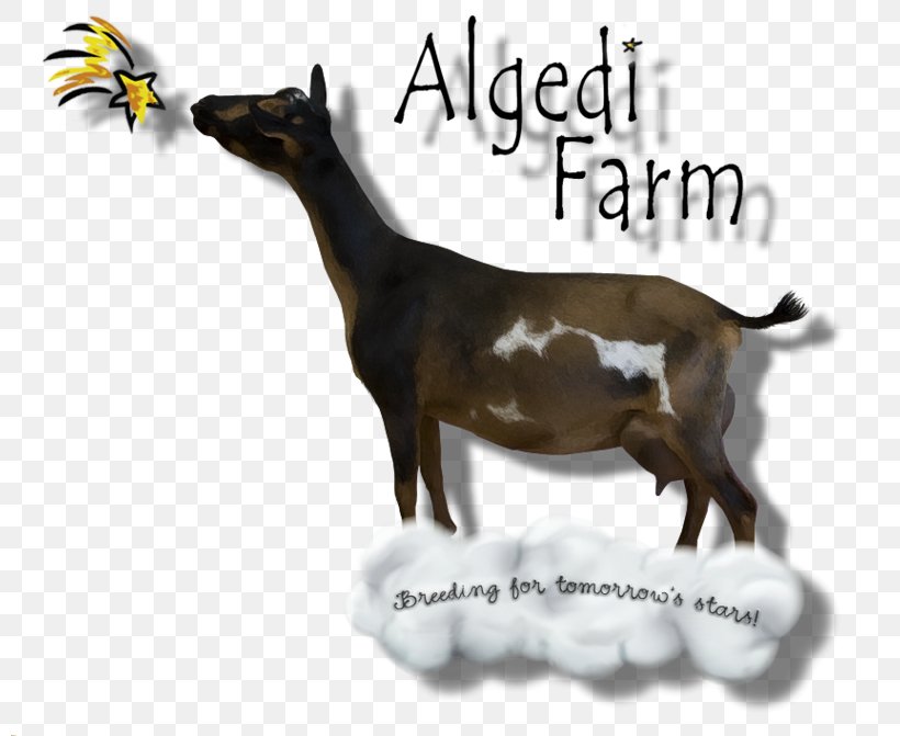 Nigerian Dwarf Goat Farm Cattle Dairy Mammal, PNG, 800x671px, Nigerian Dwarf Goat, Cattle, Cattle Like Mammal, Cow Goat Family, Dairy Download Free