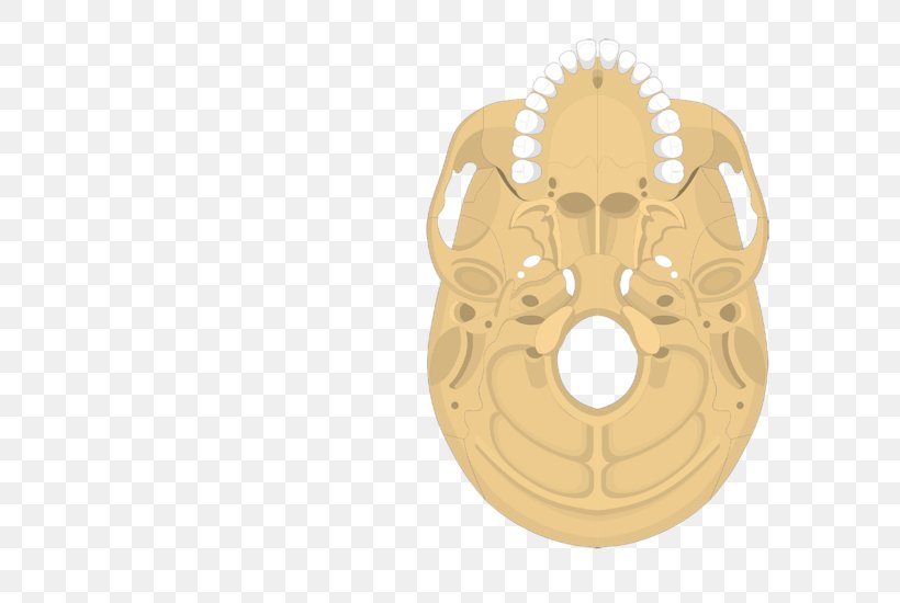 Occipital Bone External Occipital Protuberance Anatomy Facial Skeleton Skull, PNG, 704x550px, Occipital Bone, Anatomy, Bone, Brass, Ethmoid Bone Download Free