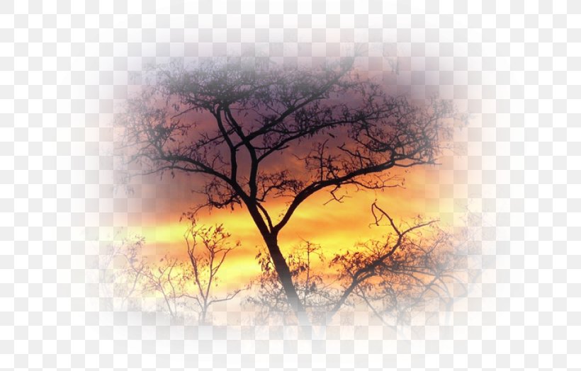 Sunset Cloud Photography, PNG, 699x524px, Sunset, Branch, Cloud, Ember, Image Resolution Download Free