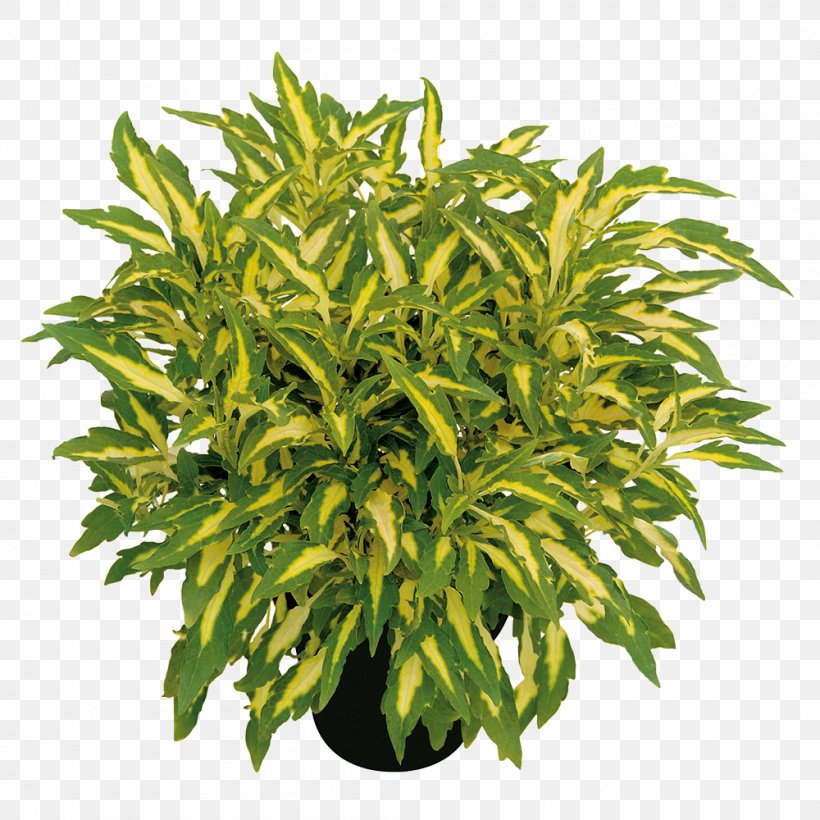 Tree Flowerpot Herb Shrub, PNG, 1000x1000px, Tree, Evergreen, Flowerpot, Grass, Herb Download Free