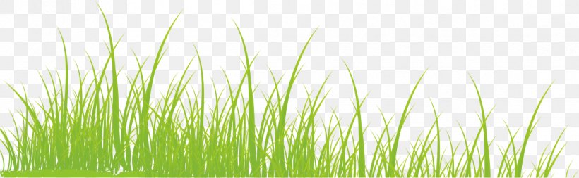 Vetiver Commodity Green Wheatgrass Wallpaper, PNG, 1144x354px, Vetiver, Chrysopogon, Chrysopogon Zizanioides, Commodity, Computer Download Free