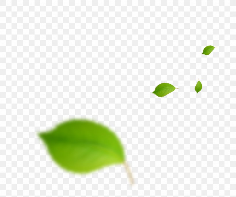 Green Leaf Wallpaper, PNG, 1469x1228px, Green, Computer, Grass, Leaf Download Free