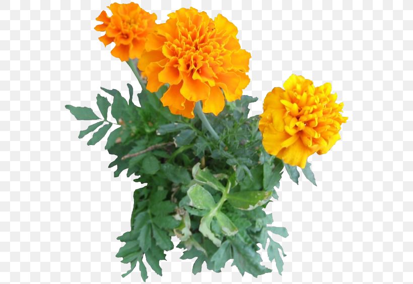 Mexican Marigold Lutein Edible Flower Calendula Officinalis, PNG, 564x564px, Mexican Marigold, Annual Plant, Calendula, Calendula Officinalis, Chrysanths Download Free