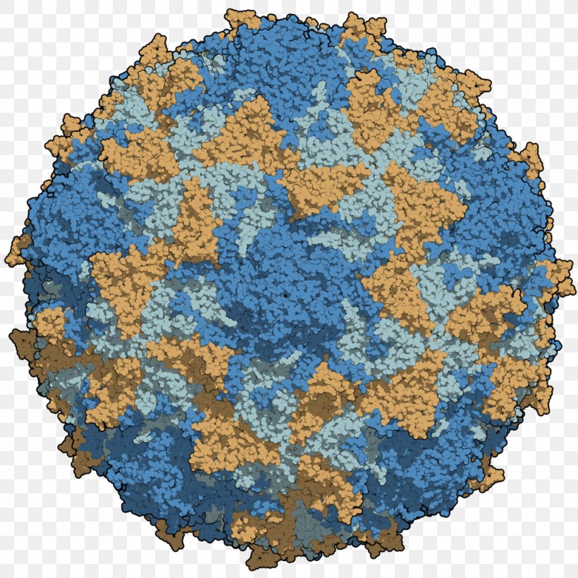 Poliovirus Poliomyelitis Capsid Rhinovirus, PNG, 1024x1024px, Poliovirus, Capsid, Cell, Disease, Enterovirus Download Free