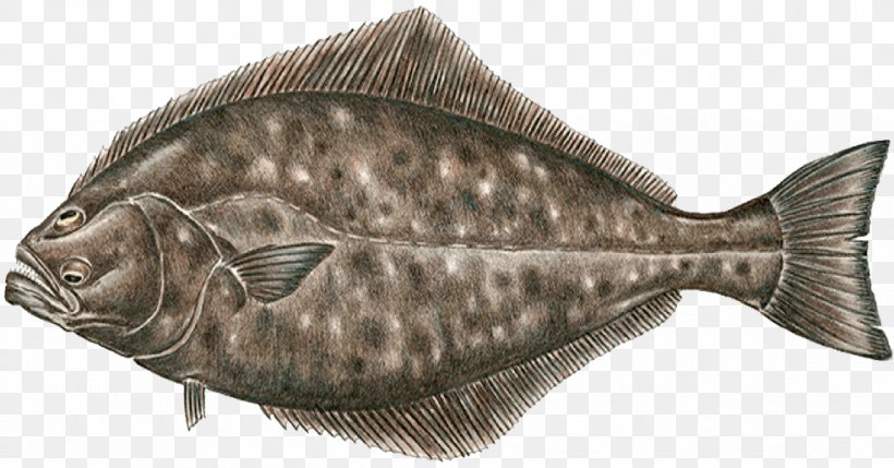 Sole Pacific Halibut Flounder Fish, PNG, 985x516px, Sole, California Halibut, Chinook Salmon, Cod, European Flounder Download Free