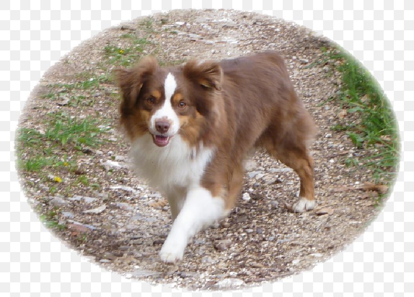 miniature australian shepherd border collie mix