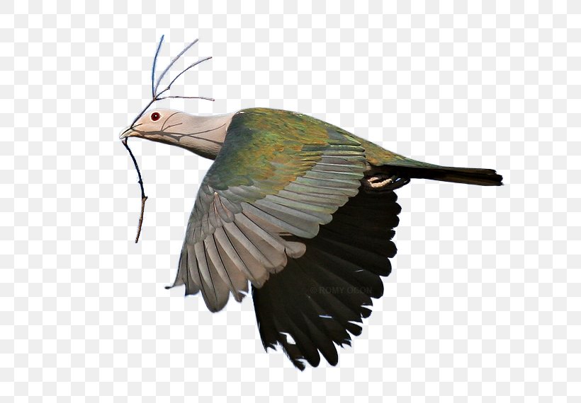 Beak Bird Green Imperial Pigeon Kingfisher Clip Art, PNG, 698x570px, Beak, Animal, Bird, Buzzard, Columbidae Download Free