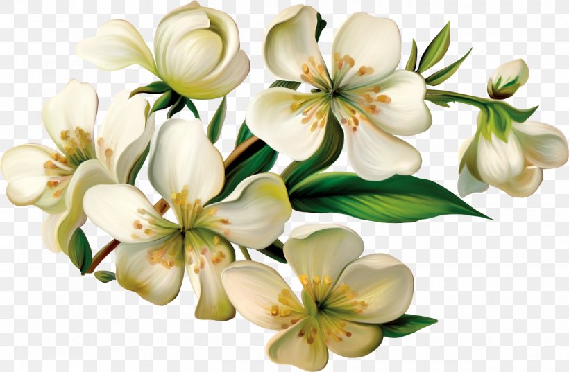 Flower Clip Art, PNG, 1600x1049px, Flower, Blossom, Branch, Computer Software, Cut Flowers Download Free