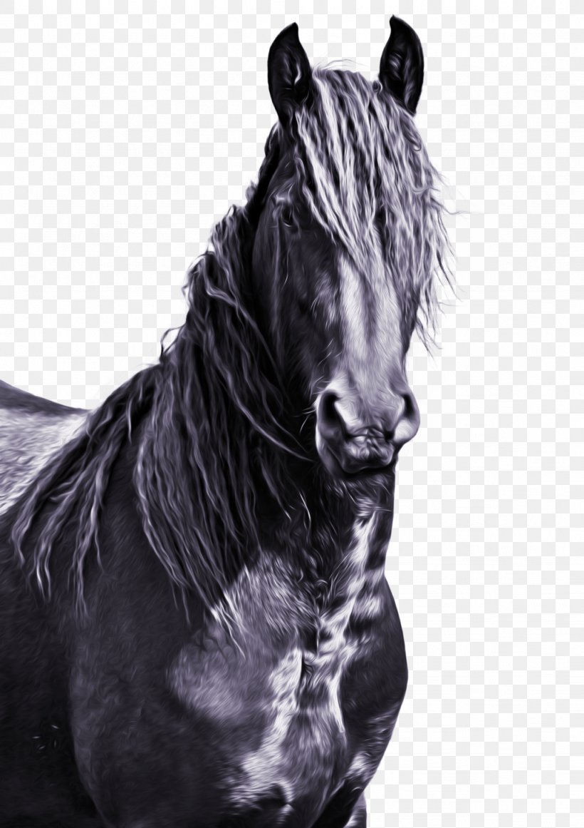Friesian Horse Mane American Paint Horse Mustang Stallion, PNG, 1024x1450px, Friesian Horse, American Paint Horse, Black, Black And White, Breed Download Free