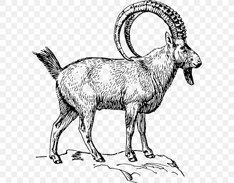 Goat Alpine Ibex Pyrenean Ibex Clip Art, PNG, 595x640px, Goat, Alpine Ibex, Animal, Animal Figure, Black And White Download Free