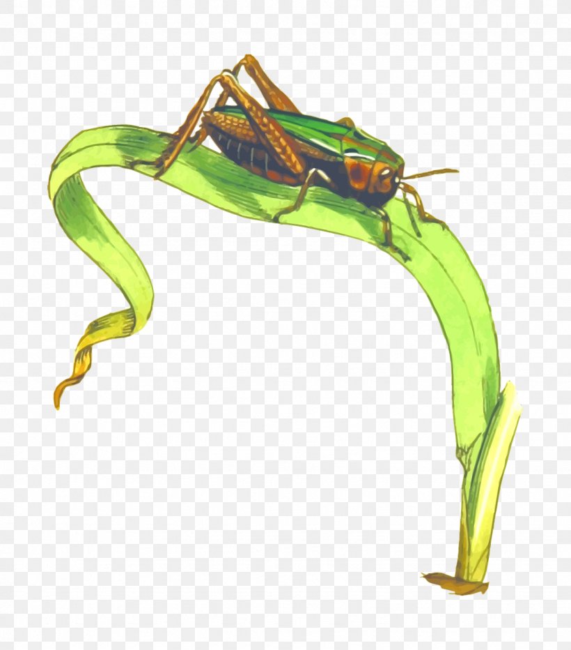 Omocestus Viridulus Grasshopper Caelifera Clip Art, PNG, 1126x1280px, Grasshopper, Amphibian, Caelifera, Desert Locust, Drawing Download Free