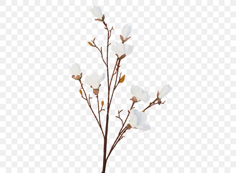 Twig Cherry Blossom Flower Spring, PNG, 800x600px, Twig, Blossom, Branch, Cherry, Cherry Blossom Download Free
